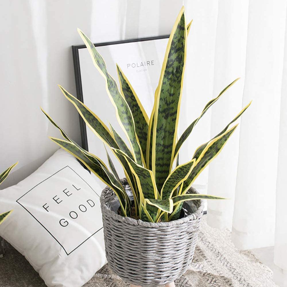 Artificial Snake Plant: image 6